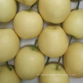 Qualidade padrão de exportação de Fresh Golden Pear